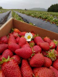 Strawberrys with blossom in patch