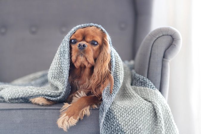 Cavalier spaniel on grey seat wrapped in blanket