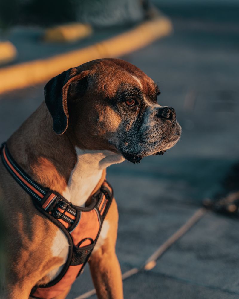 Boxer dog walking in street