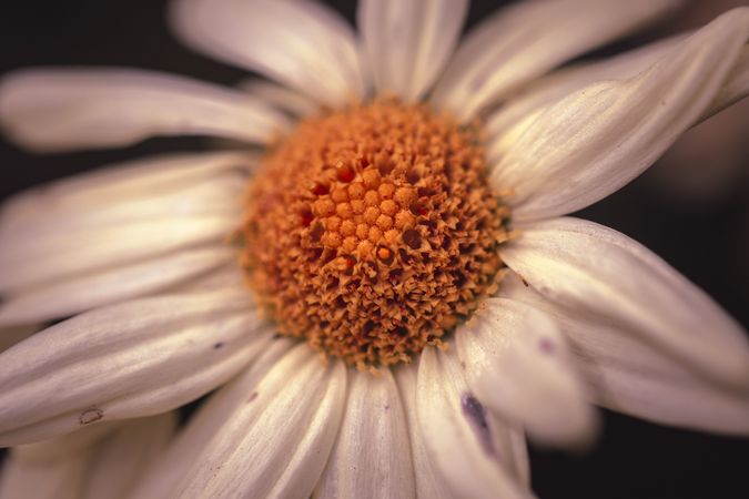 Close up of bright yellow center of daisy