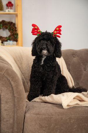 Concept of Merry Christmas, funny Christmas dog