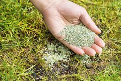 Lawn grass repair