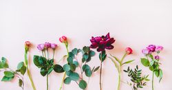 Various sorted single summer flowers flat-lay, with copy space