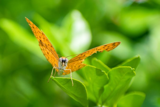A beautiful orange Common Leopard Butterfly perched on a leaf at a park in Mumbai, India