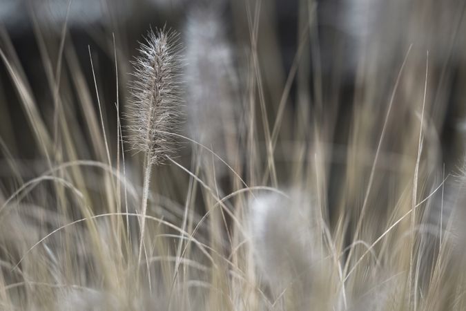 Meadow with dry plants
