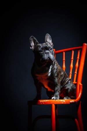 Old bulldog sitting on chair