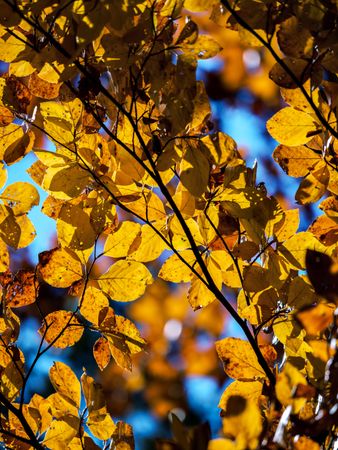Bright autumn colors in the Vosges mountains. Alsace.