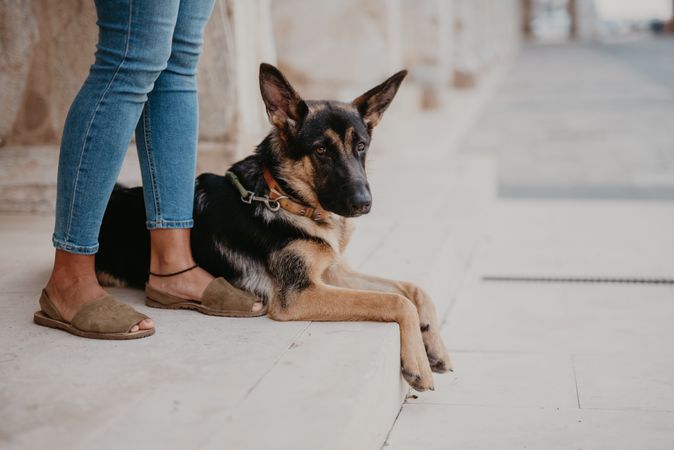 Adorable german shepherd with owner on street