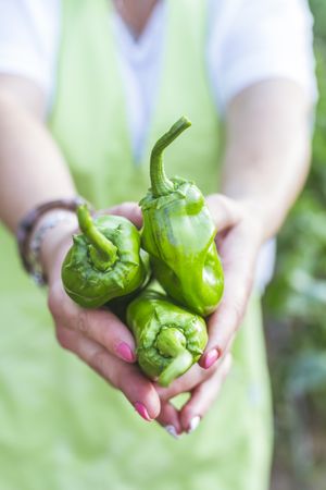 Gardener in apron showing green peppers at camera