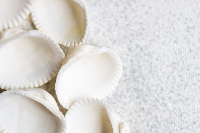 Sea shells as a summer background