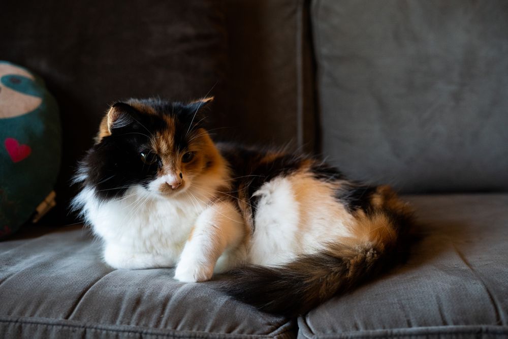 Cat lounging on couch