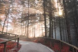 Forest road lit by autumn sunshine