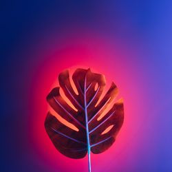 Neon tropical leaf in red and blue vivid fluorescent color