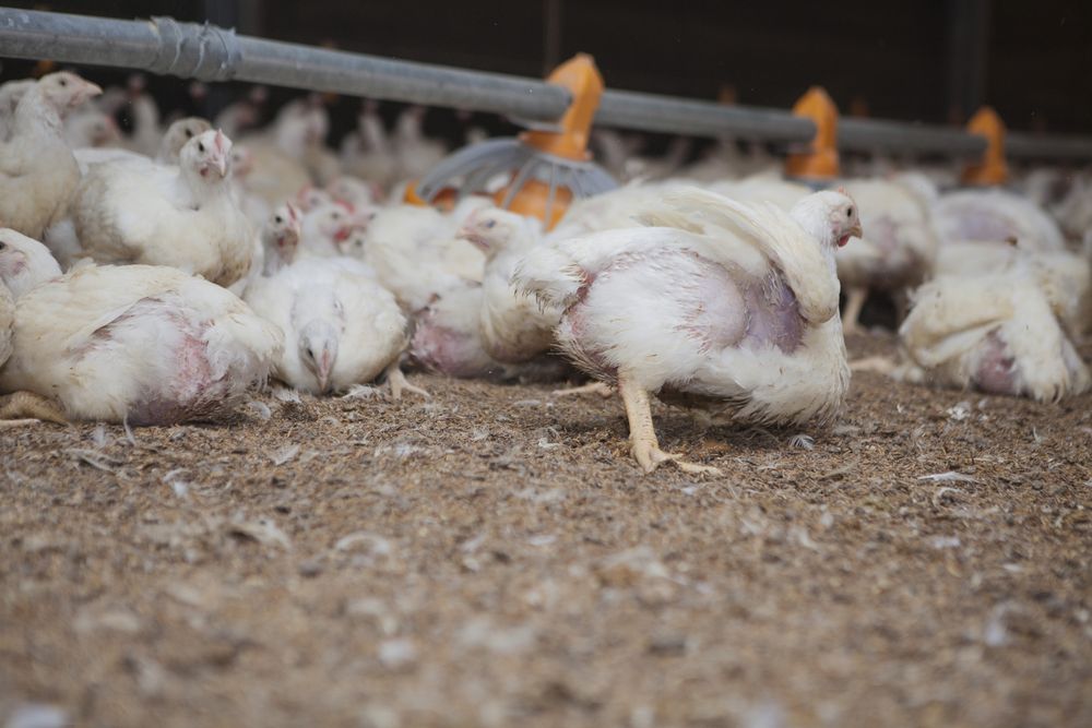 Poultry at chicken farm