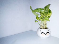 vase of ivy flower on desk