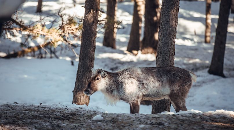 Wild cow near trees between snow