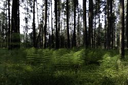 Wood horsetail at Warren Nelson Memorial Bog in Meadowlands, Minnesota