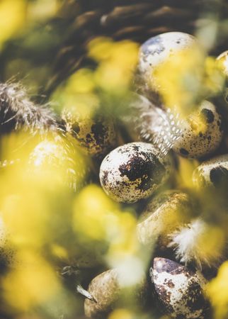 Quail eggs with feather and yellow flowers in basket, close up, selective focus