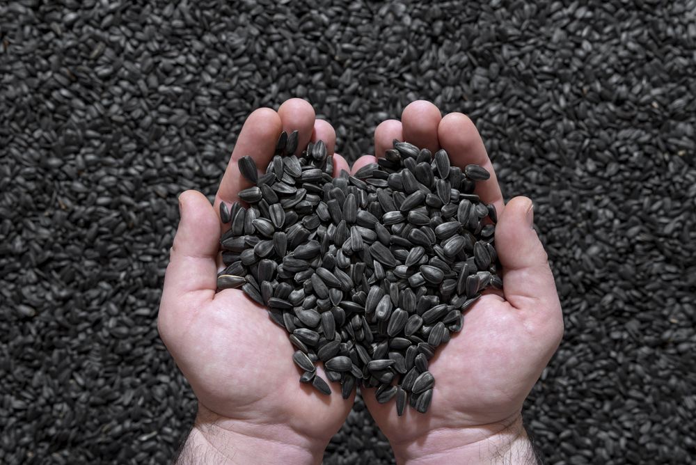Sunflower seeds in a man’s hands, top view