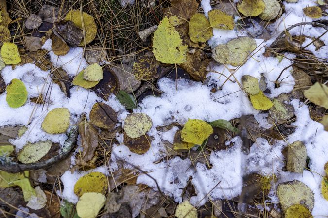 Leaves and a patch of snow in Lost 40 Scientific and Natural Area in Itasca County, Minnesota