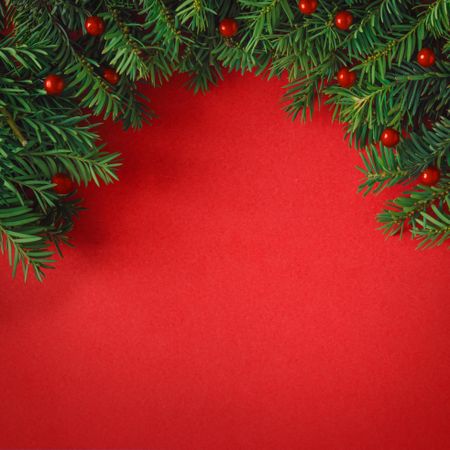 Christmas tree branches on red background