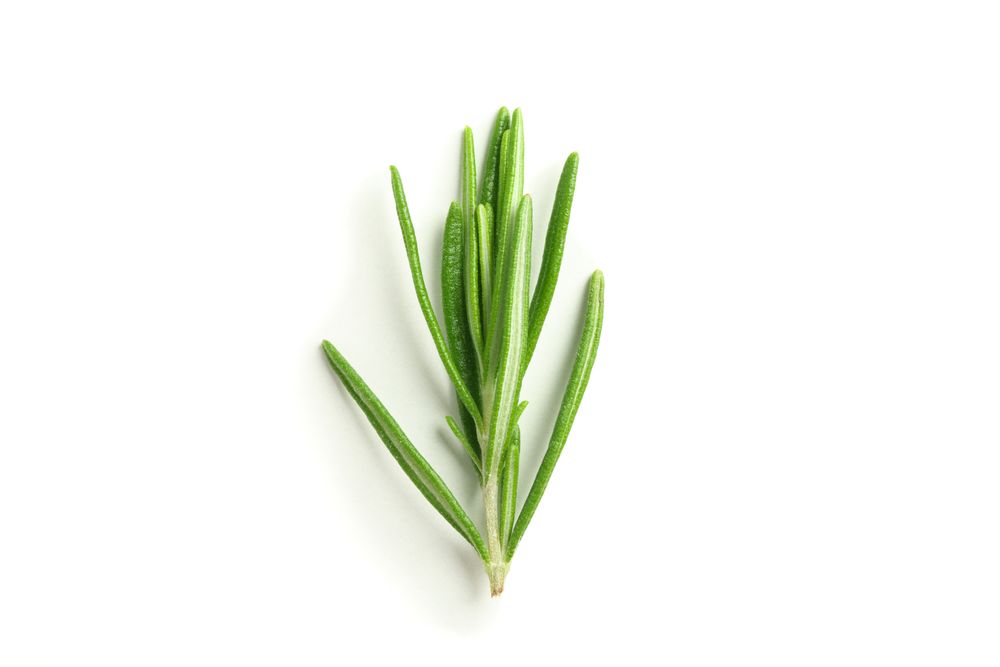 Fresh green rosemary isolated on neutral background