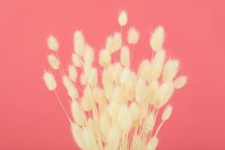 Dried flowers tops in pink room