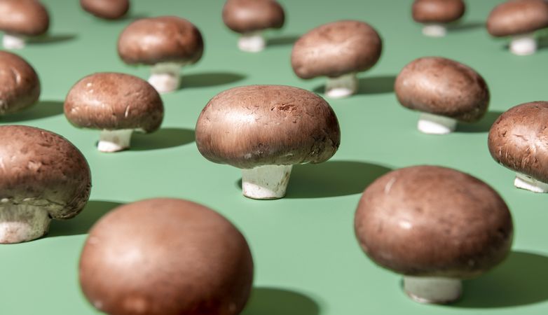Raw champignon mushrooms aligned on a green background