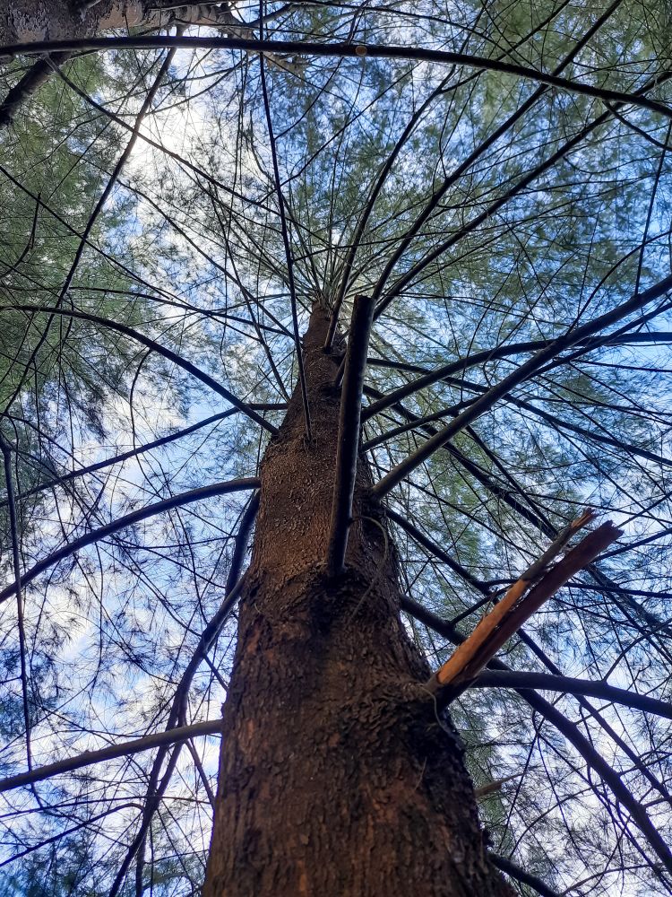 Bottom view of tall pine tree with small branches against the sky