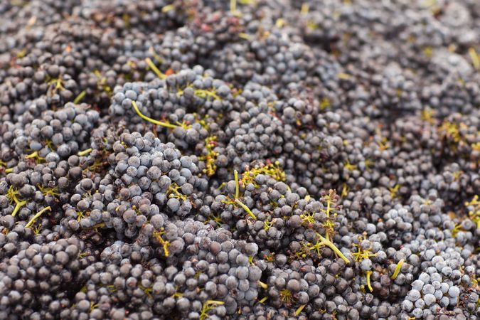 Harvested Red Wine Grapes