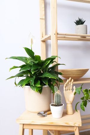 Cozy hobby - growing indoor plants at home