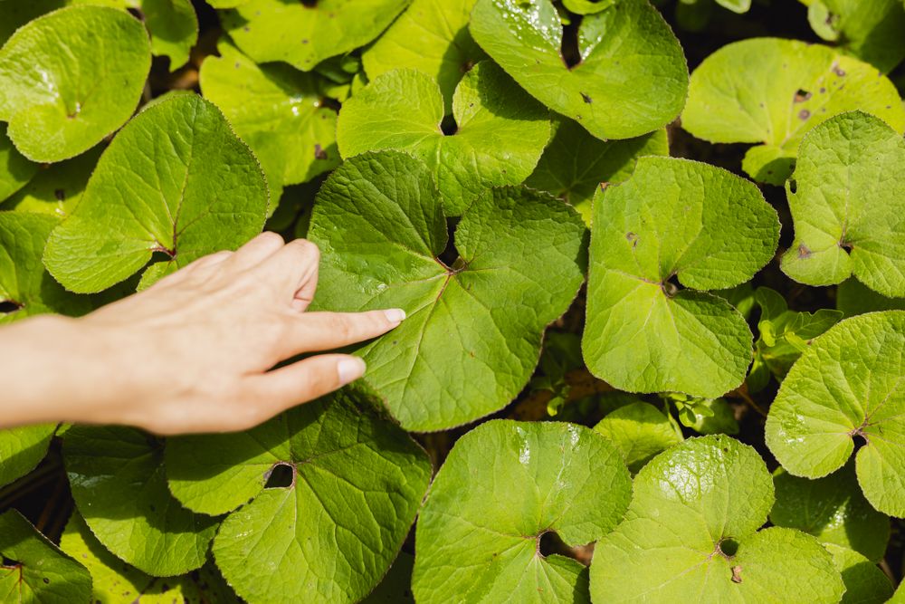 A woman's hand points to a leafy green leaf in a clearing in a forest