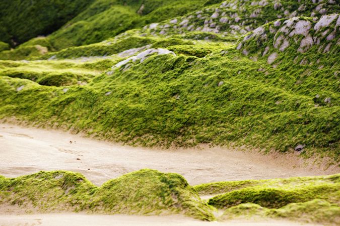 Stony hill covered with moss