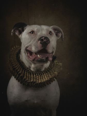 cute pit bull in golden ruff