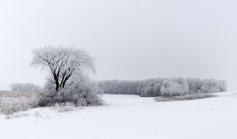 Field with trees and fresh snow