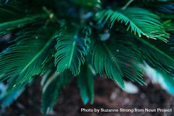 Selective focus on close up of green palm bush plant 56GPx4