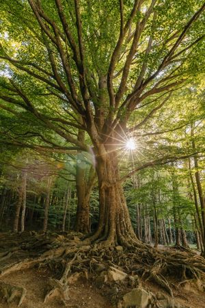 Tree in the middle of the forest