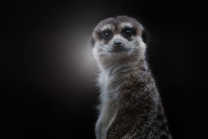 Cute gray furry meerkat