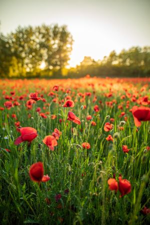 Long grass with red flowers at sunset, vertical