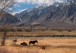 Field with horses and snow-capped Sierra Mountains 60VKO5