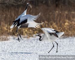 Red-crowned crane on snow covered ground 48ABjb