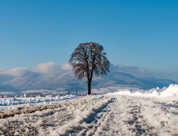 Snowy road in the fields of Alsace. Sunny winter day.