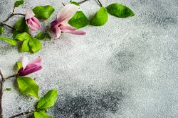 Floral frame with delicate magnolia blooming