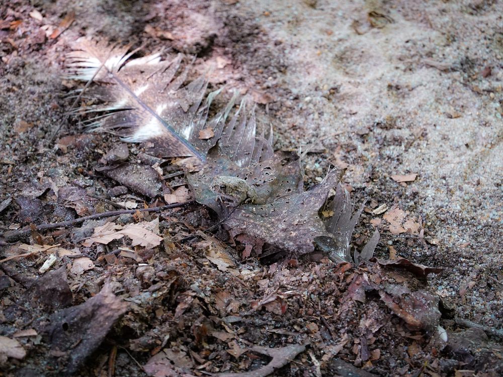 A sandy Fowler's toad hiding in plain sight