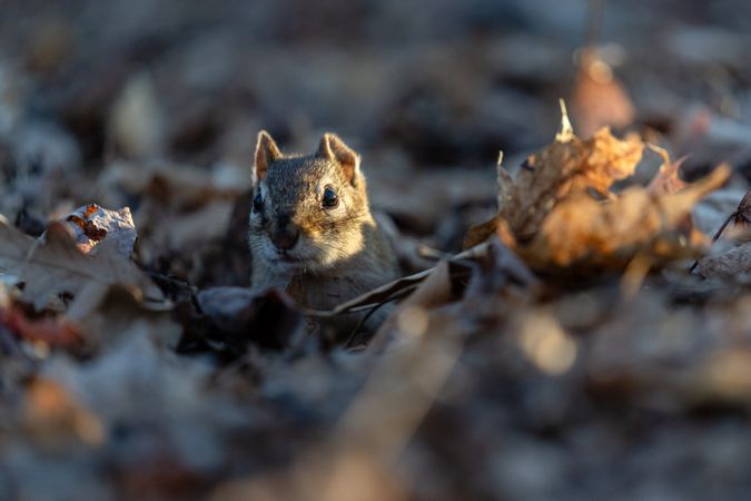 A chipmunk at the entrance of their burrow in Aitkin County, Minnesota