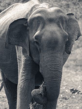Majestic elephant