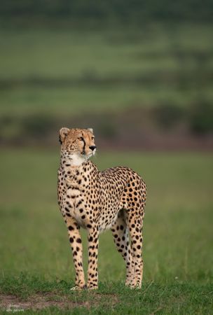 Cheetah on green grass field during daytime