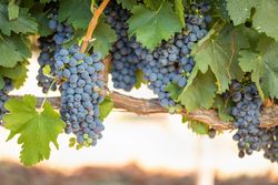 Vineyard with Lush, Ripe Wine Grapes on the Vine Ready for Harvest