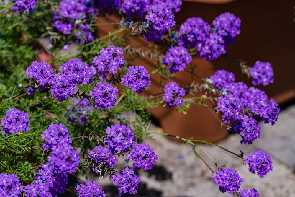 bright blue flowers in the home garden