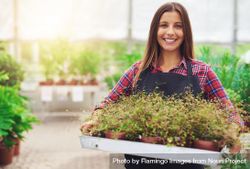 Smiling woman holding tray of plants for sale in a greenhouse 41WXD0
